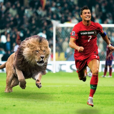 The Wild Side of Sports: Memorable Animal Interruptions on the Field