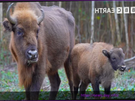 Историческая победа Бизонов над Болотными Кроликами