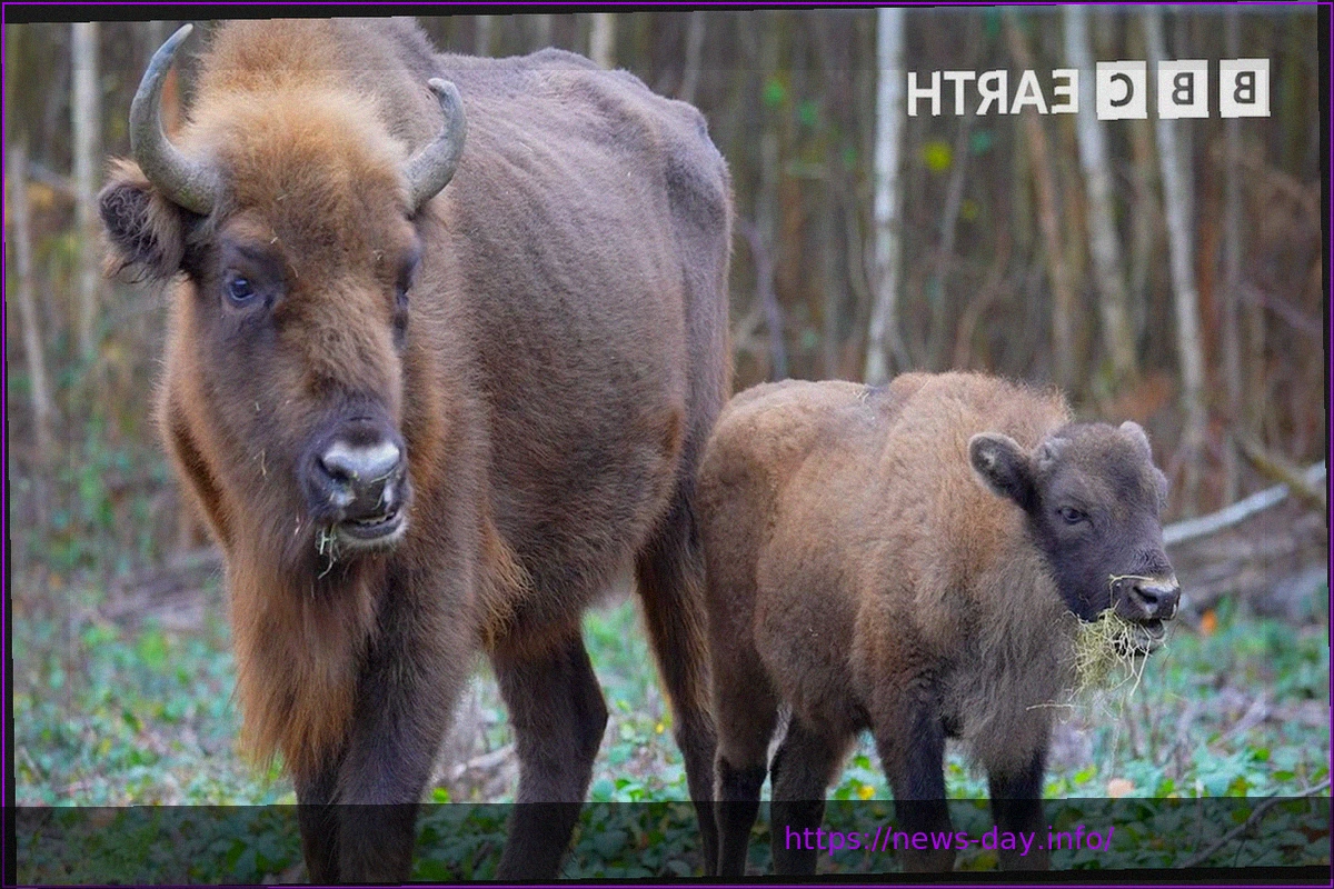 Preview Историческая победа Бизонов над Болотными Кроликами