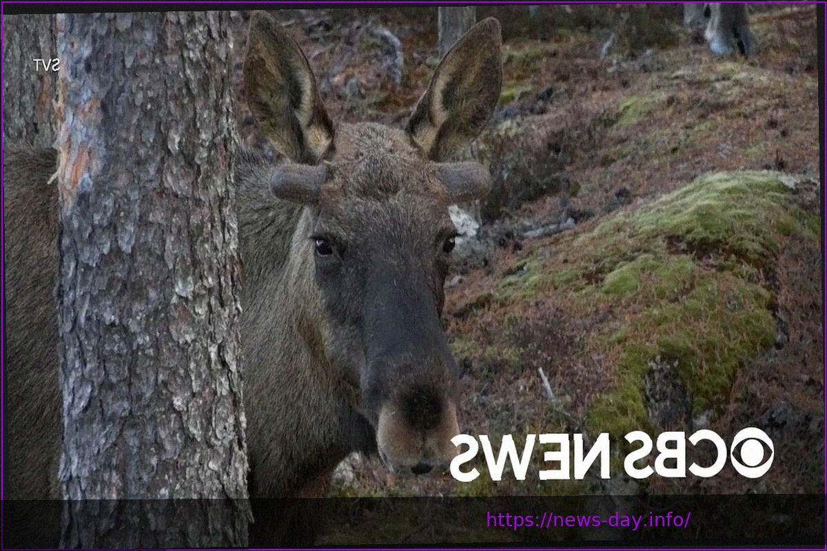 Preview Moose Making Triumphant Return to Postseason