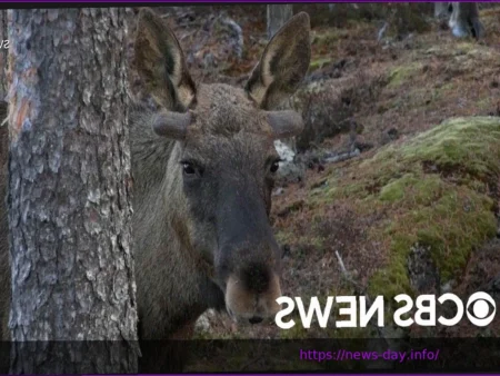 Moose Making Triumphant Return to Postseason