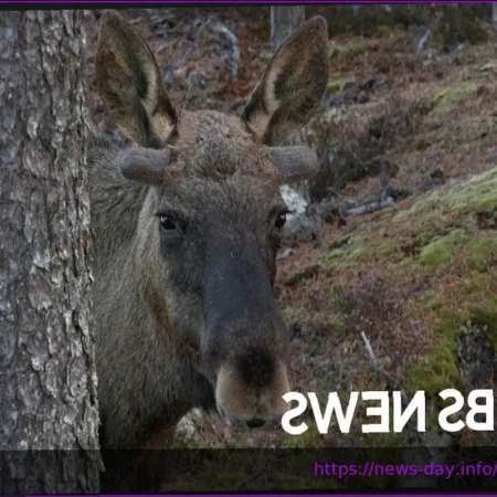 Moose Making Triumphant Return to Postseason